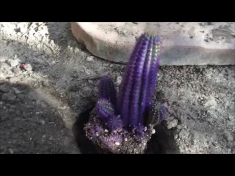different kinds of cactus pictures